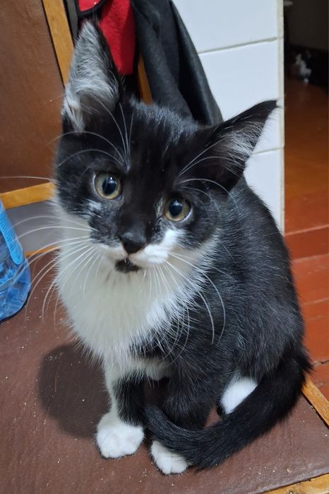 Класні котани в добрі руки