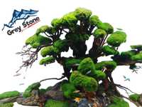 Drzewko bonsai do akwarium
