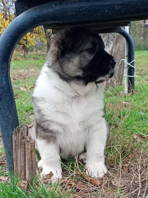 Продам щенков алабая