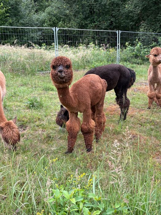 Sprzedam Samice Alpaki