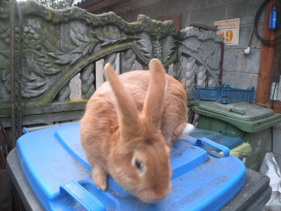 króliki burgund francuski