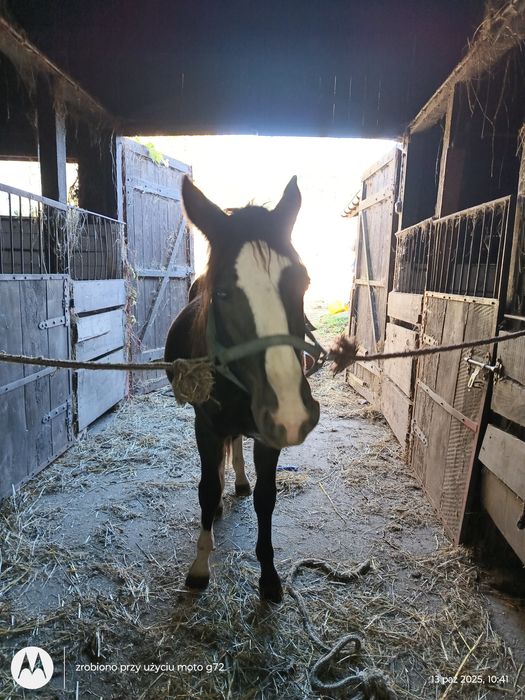 Sprzedam  lub zamienie ogiera 1.5 roku kuc feliński od matki Nn po go