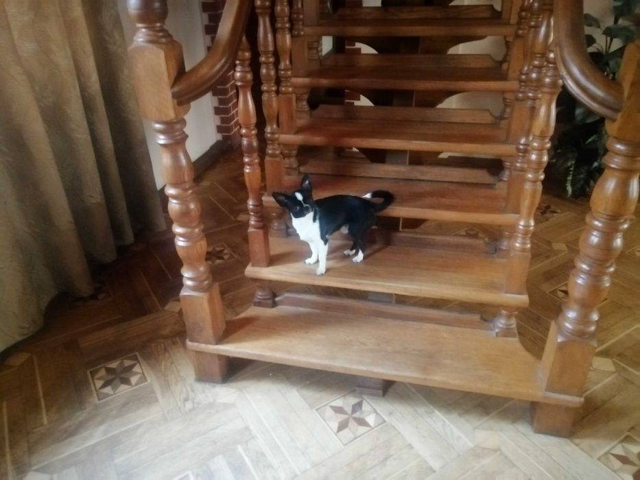 Чихуа-хуа несет голубой,лиловый,шоколадный ген.Вязка-не продажа!