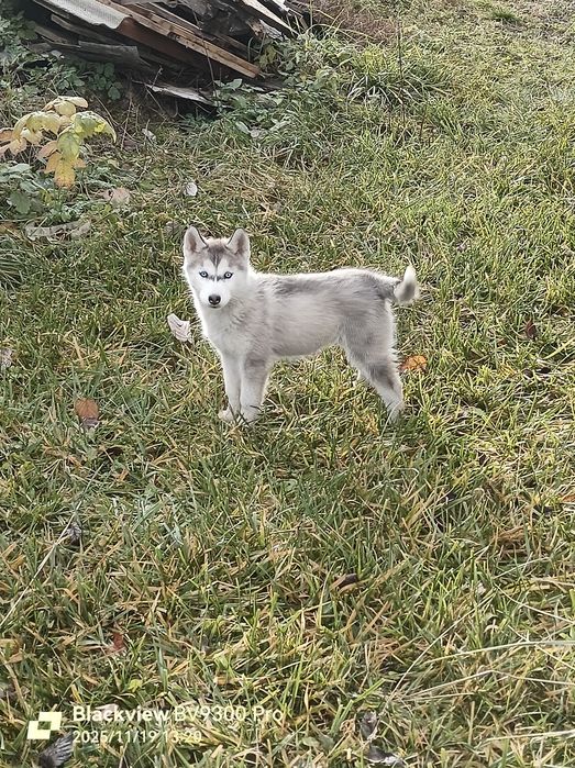 Подаруємо цуциків хаскі..на Святого Миколая))