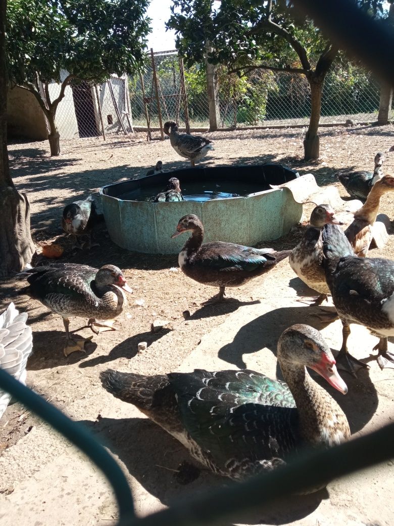 Patos mudos adultos