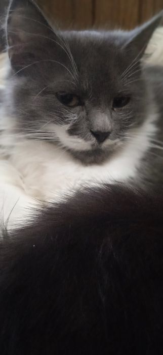 У добрі руки люблячих людей