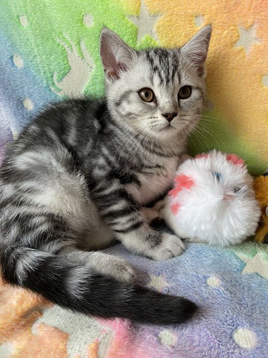 Шотландський котусик мармур на сріблі