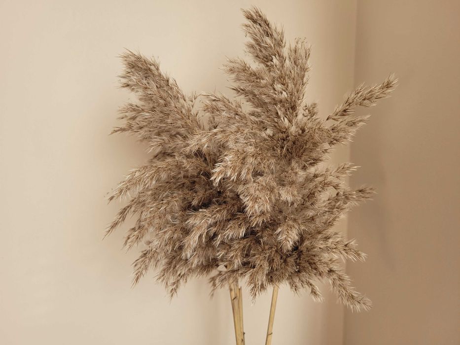Pęczki suszone bukiety kwiaty / trawy ozdobne / boho