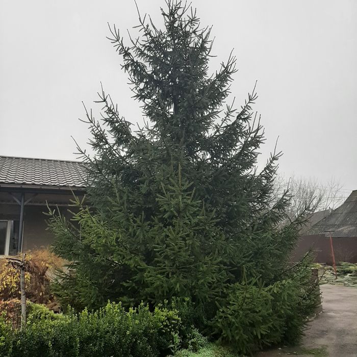 Красуня ялинка..