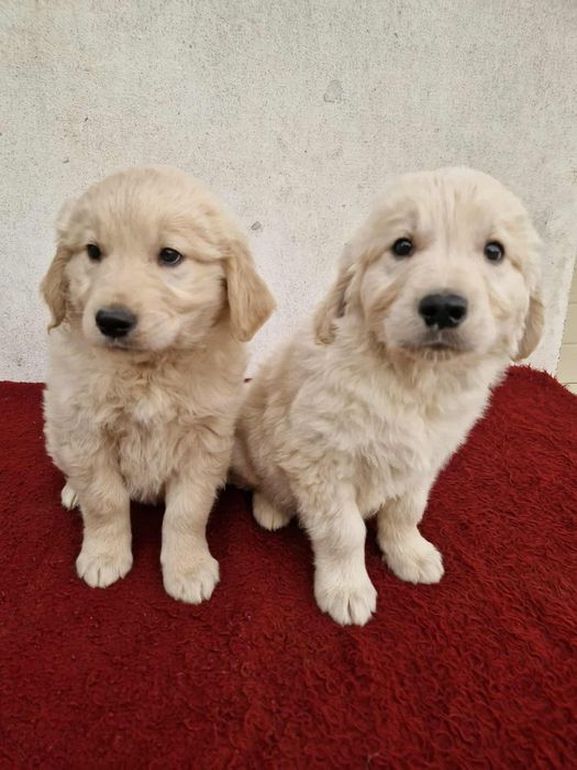 Szczeniak golden retriever
