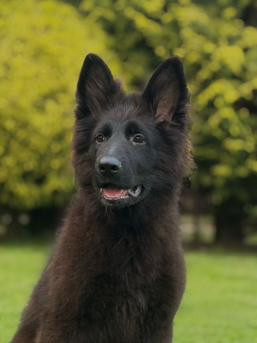 Wyselekcjonowana czarna suczka owczarka niemieckiego