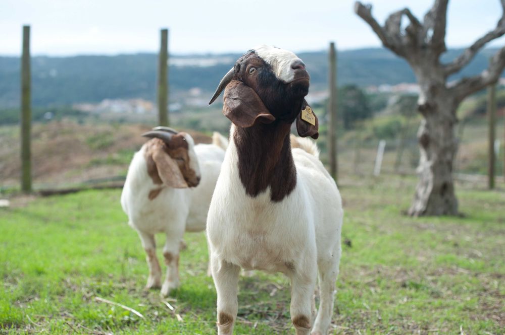 Vendo cabrito macho boer puro