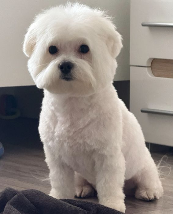 Вязка мальтезе(кобель)