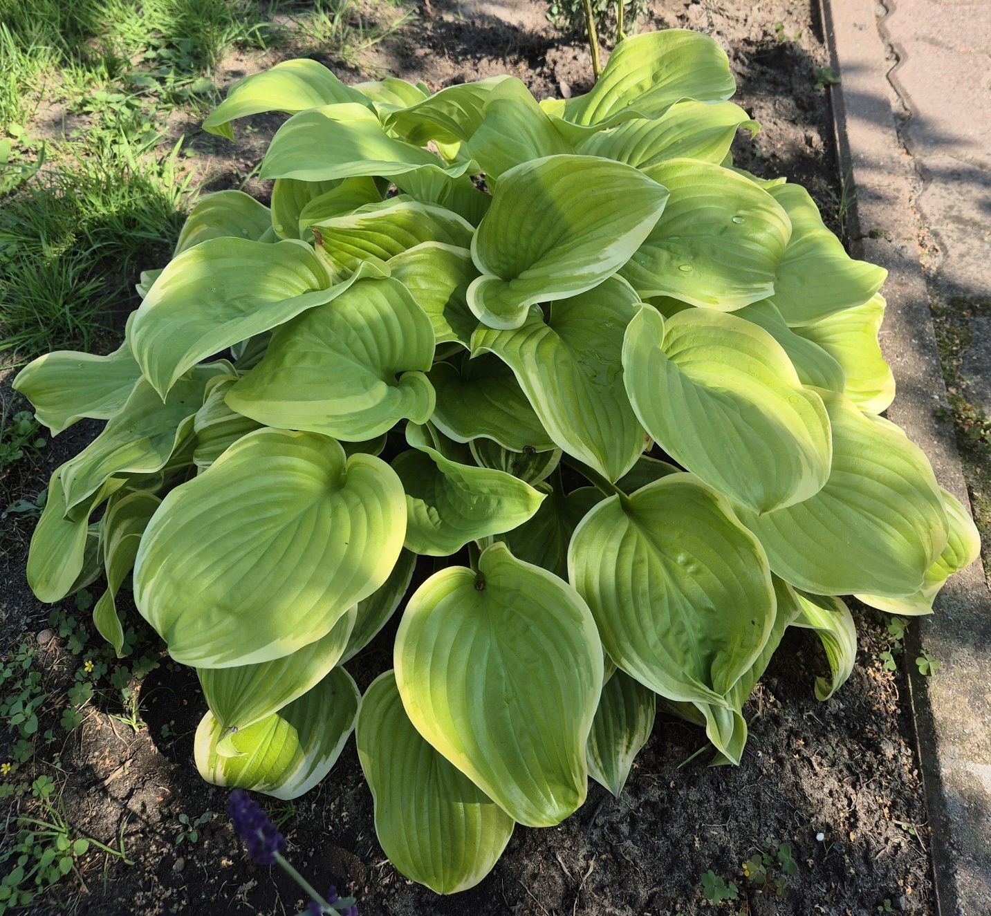 Funkia Hosta Guacemole