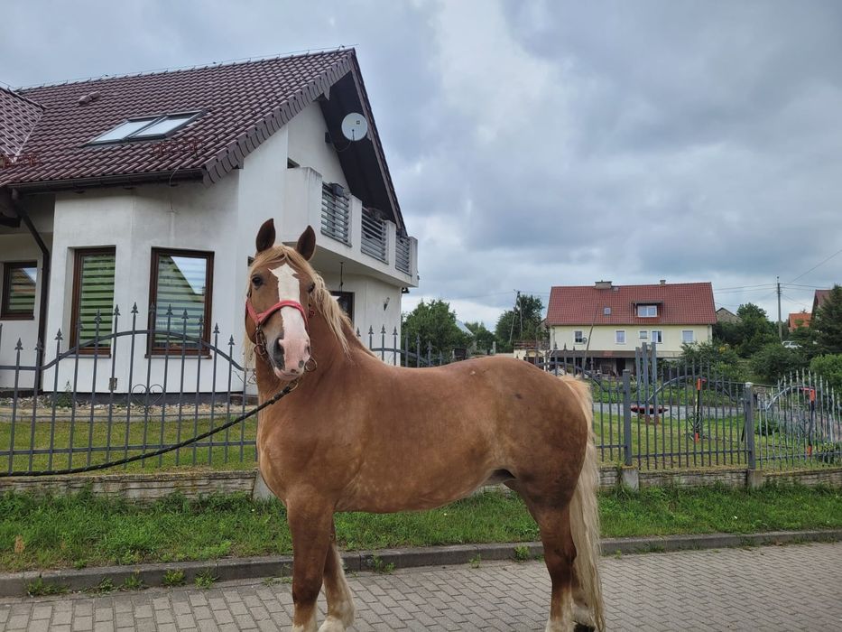 Sprzedam klacz zimnokrwistą