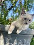 Kotka Ragdoll seal mitted FPL FCI rodowód wyprawka gotowa do odbioru