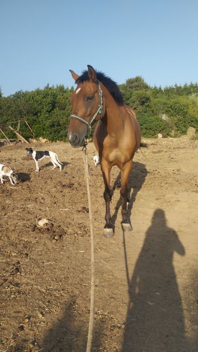 Cavalo manso montado
