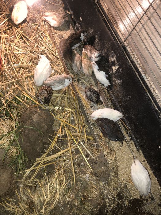 Przepiórki chińskie