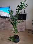 Drzewko cytrynowe wys. 160 cm