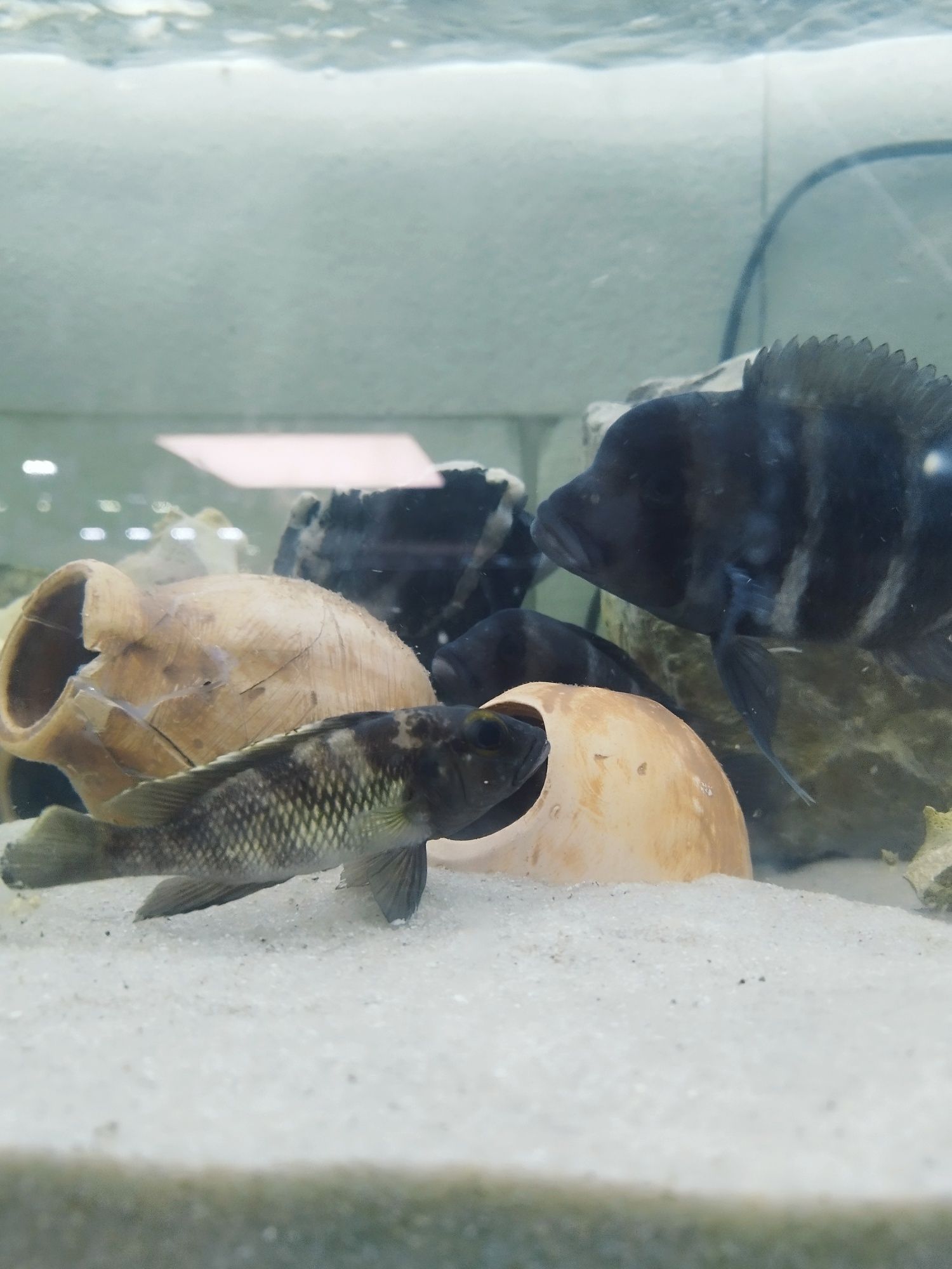 Lepidiolamprologus lemairi sibwesa f1