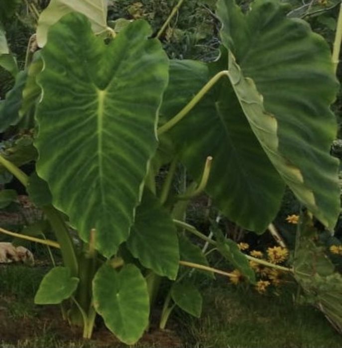 Colocasia esculenta -Kolokazja jadalna. Bulwa
Sadzimy