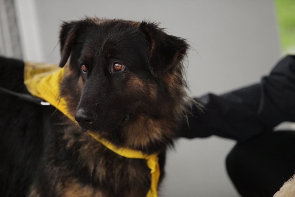 Luna roczny owczarek niemiecki