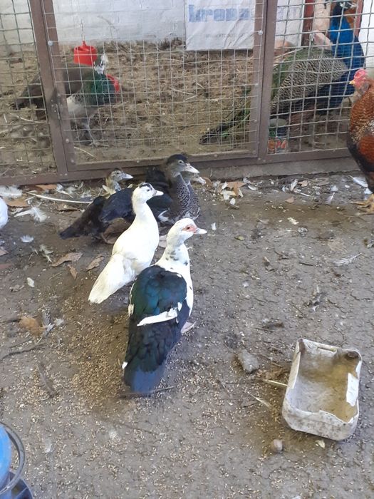 Мускуснiкачки,каченята.