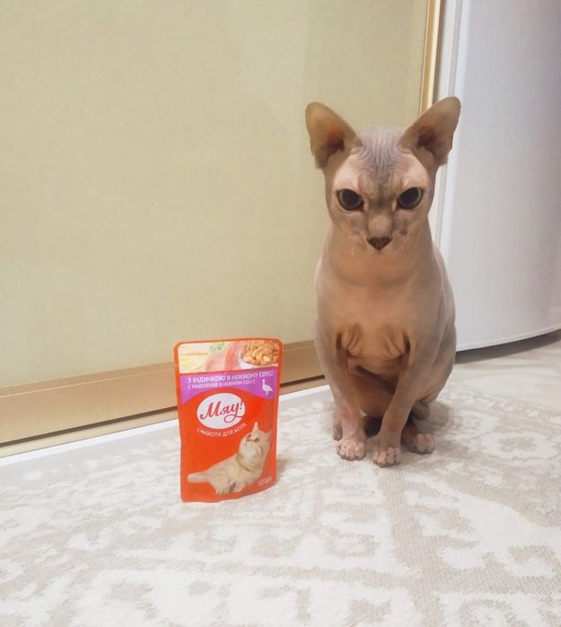 В'язка канадський сфінкс