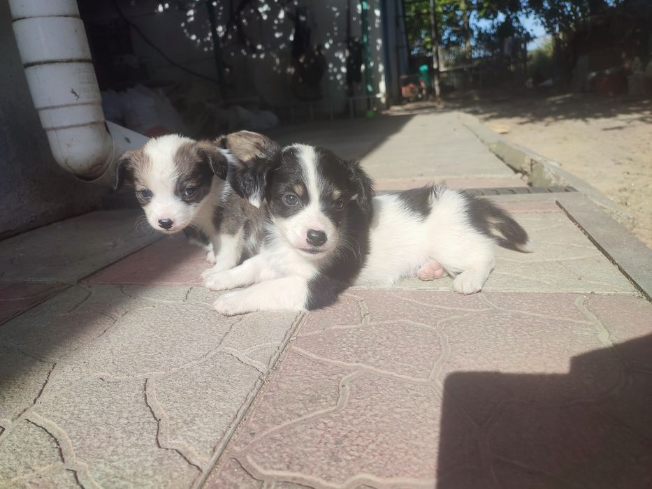 Віддам щянята цуценята маленькі песики