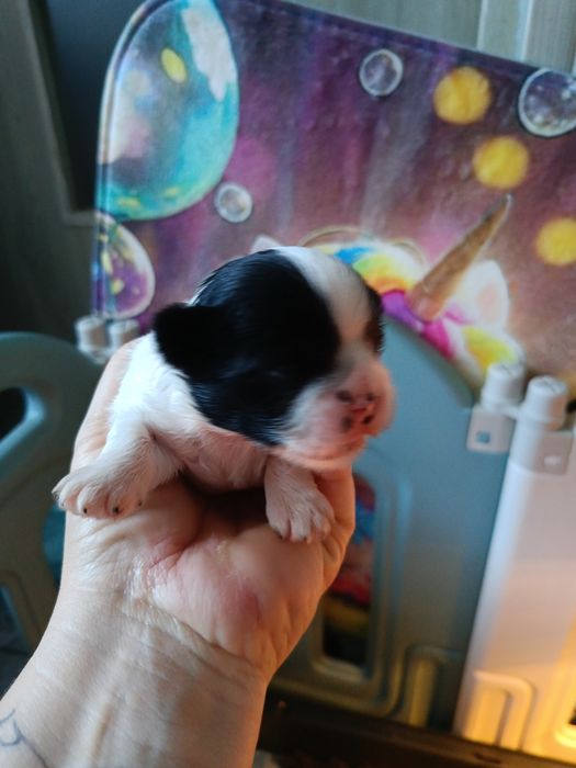 Szczeniaki Shih Tzu