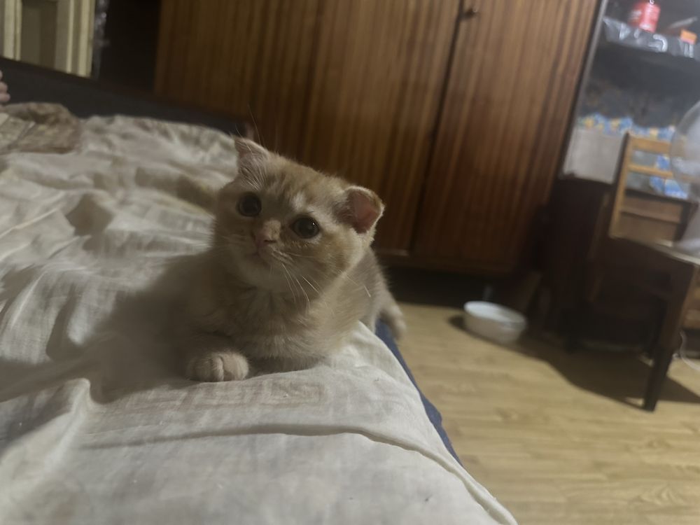 Продаеться  кошеня скоттіш фолд