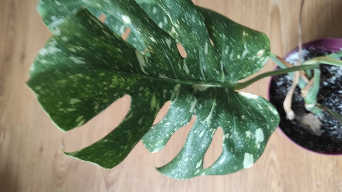 Monstera thai constellation