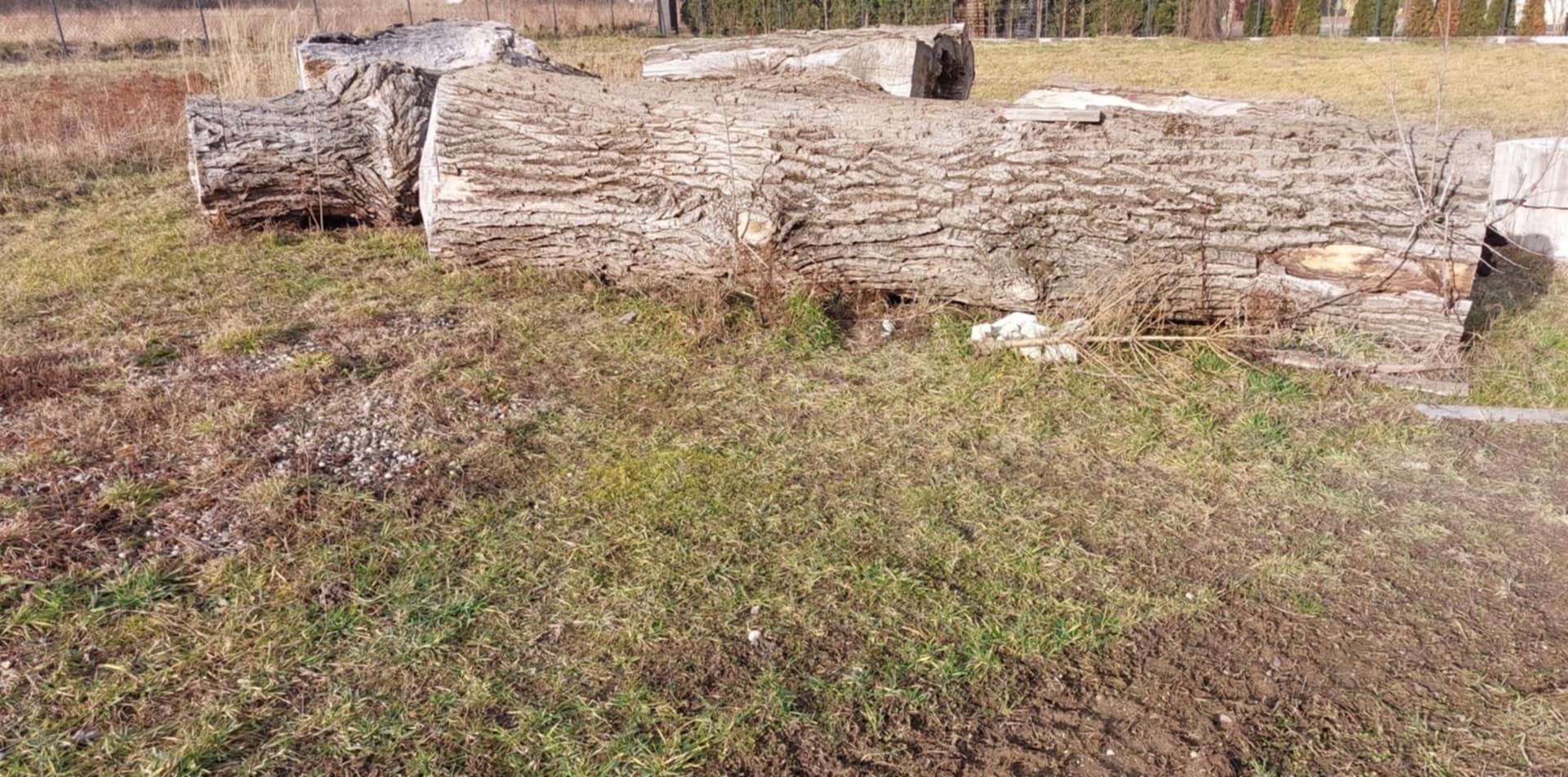 Topola na stoły, meble ogrodowe