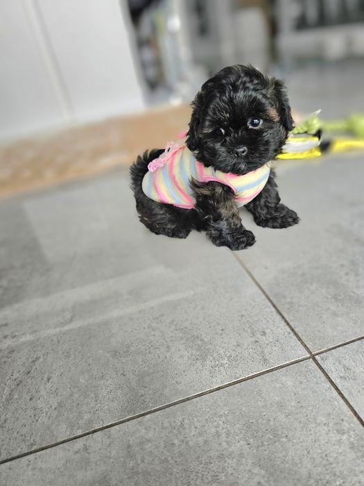 Zobacz Filmik Zjawiskowa Dziewczynka Maltipoo