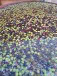 Azeitonas de conserva