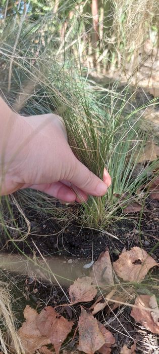 Trawa stipa pony tails ponad 40 szt