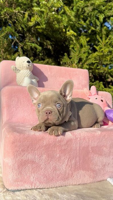 Buldog Francuski dziewczynka New shade Isabella