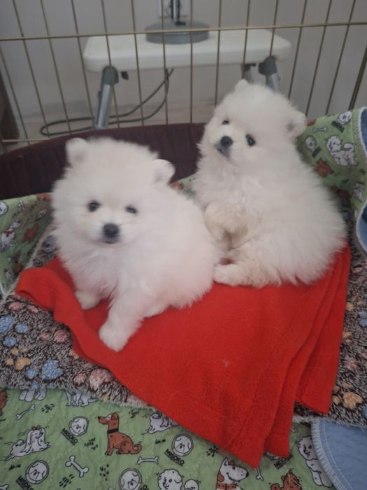 Biały pomeranian piesek