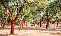 Procuro cortiça solta ou na árvore