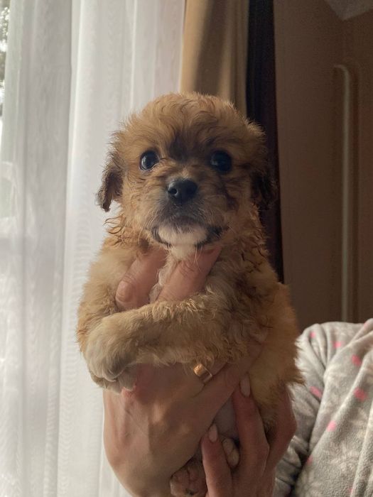 Собачки  метисти, пекінес мама  тато не відомо))) зводили з пекінесом