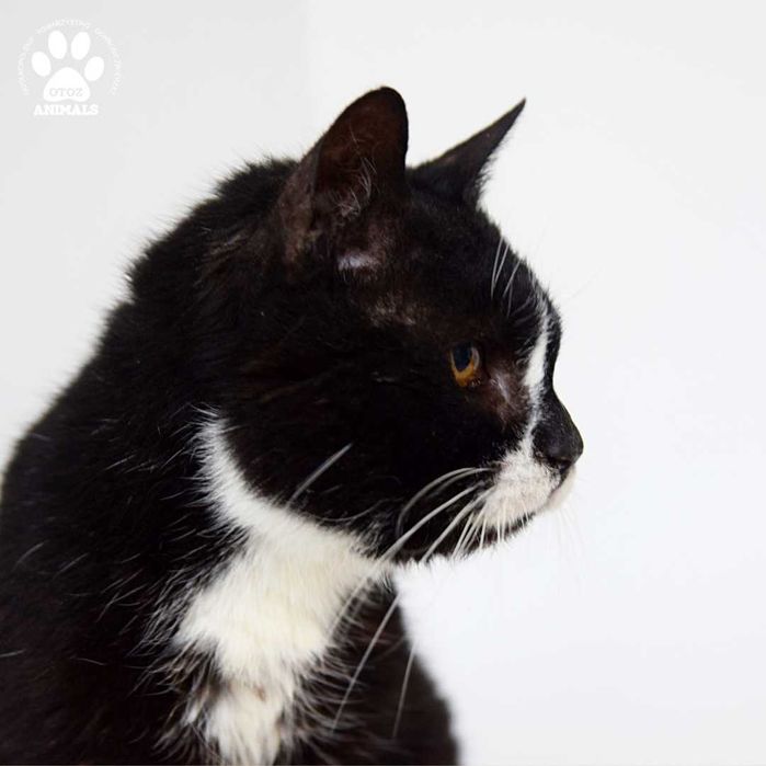 Spokojna kotka do adopcji! Poznajcie Azję!