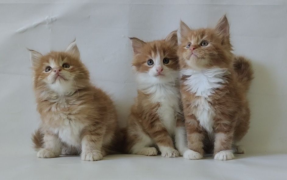Продам котят породы Мейн Кун.