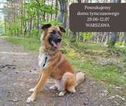 Kajon szuka domu tymczasowego