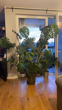 Monstera roślina 200cm