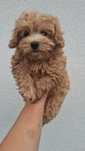 Maltipoo Sunia do odbioru!