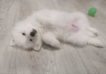 Cachorro Samoiedo