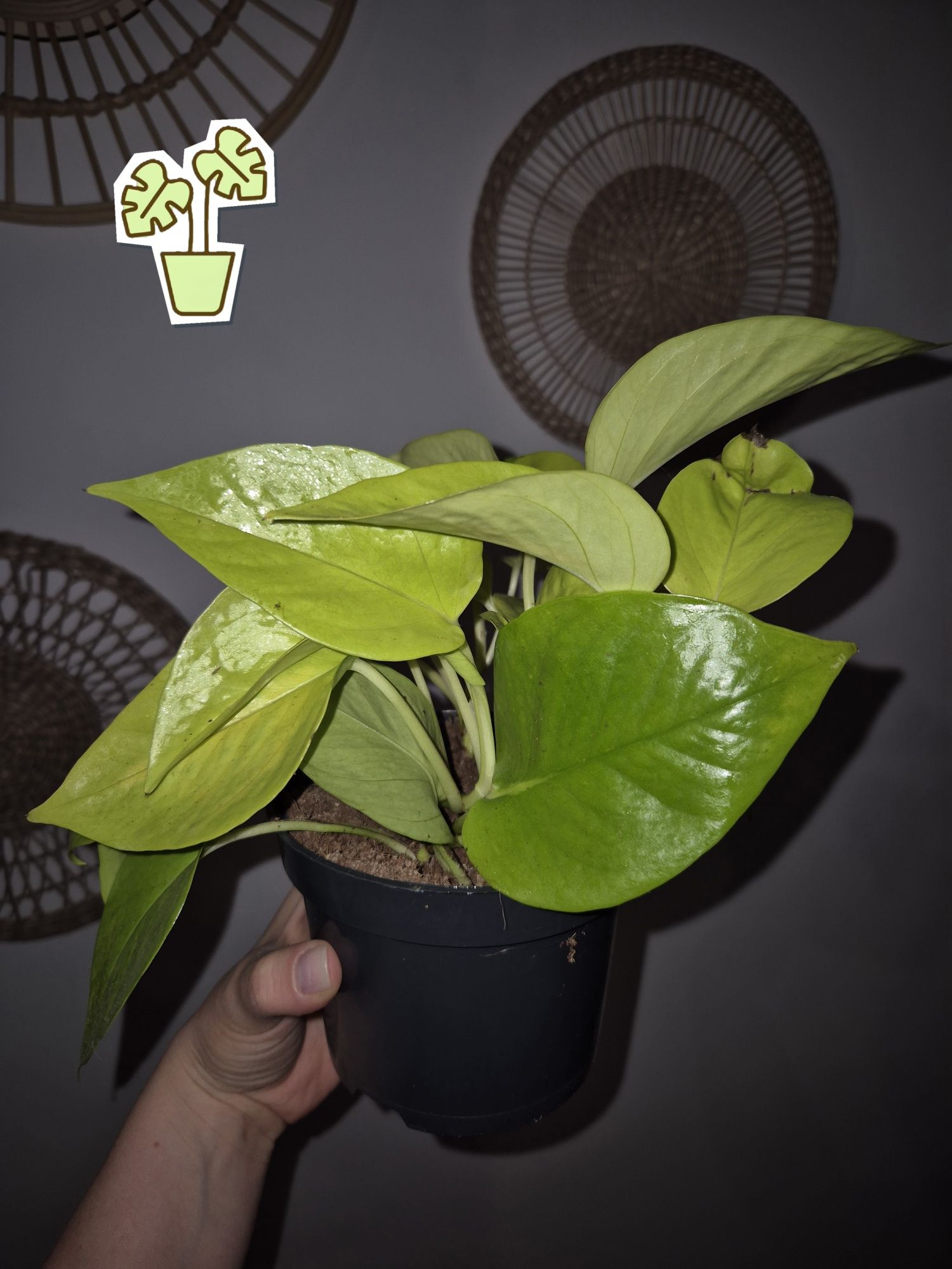 Neon lemon lime golden pothos