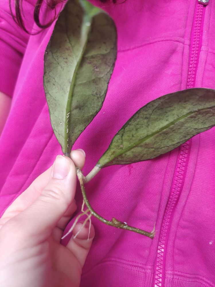 Hoya calistophylla sabah iml 1762