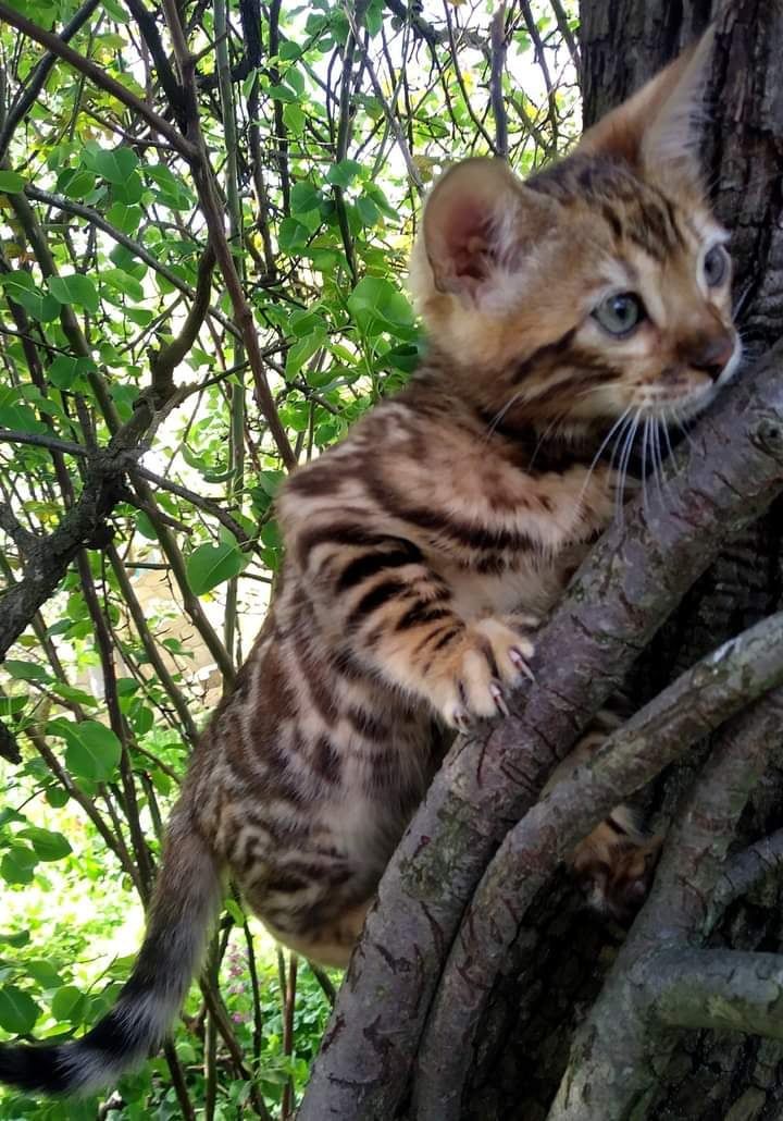 Елітний бенгальський хлопчик