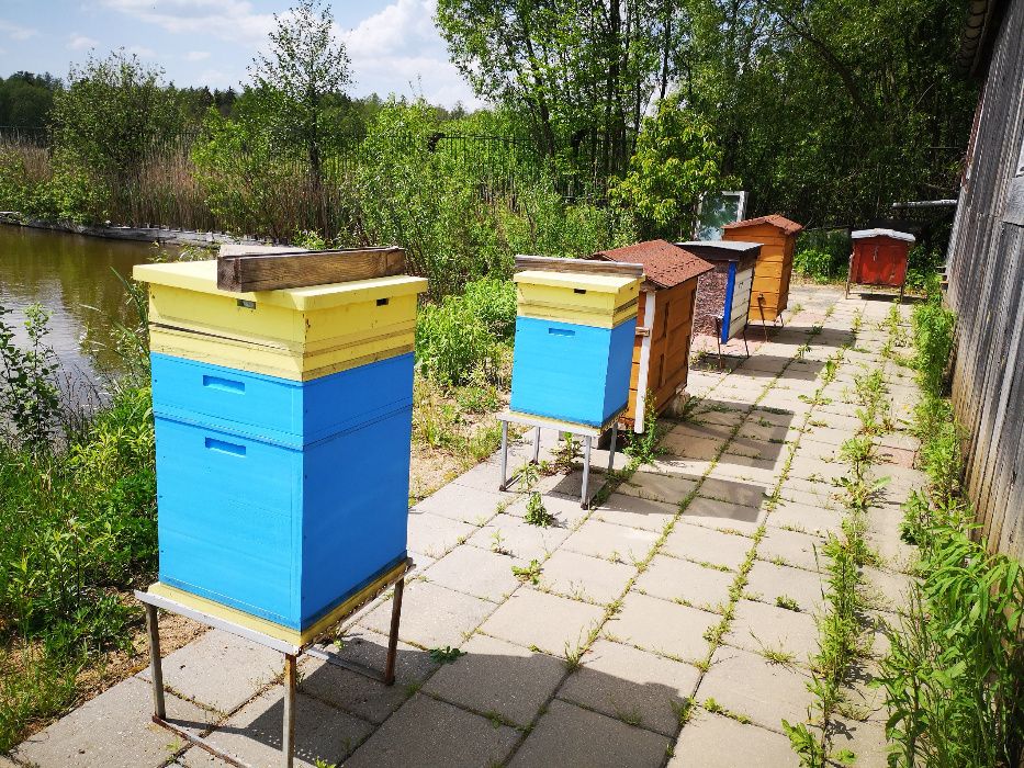 Ule z pszczołami Czarna Białostocka
